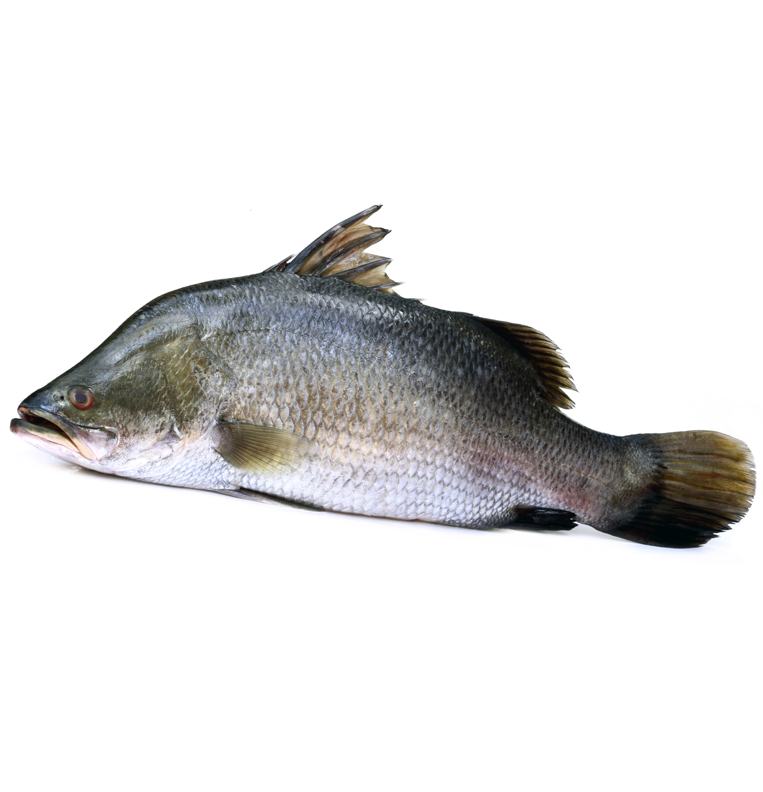 What in the World is a Seabass?  The Better Fish® Barramundi by Australis  Aquaculture