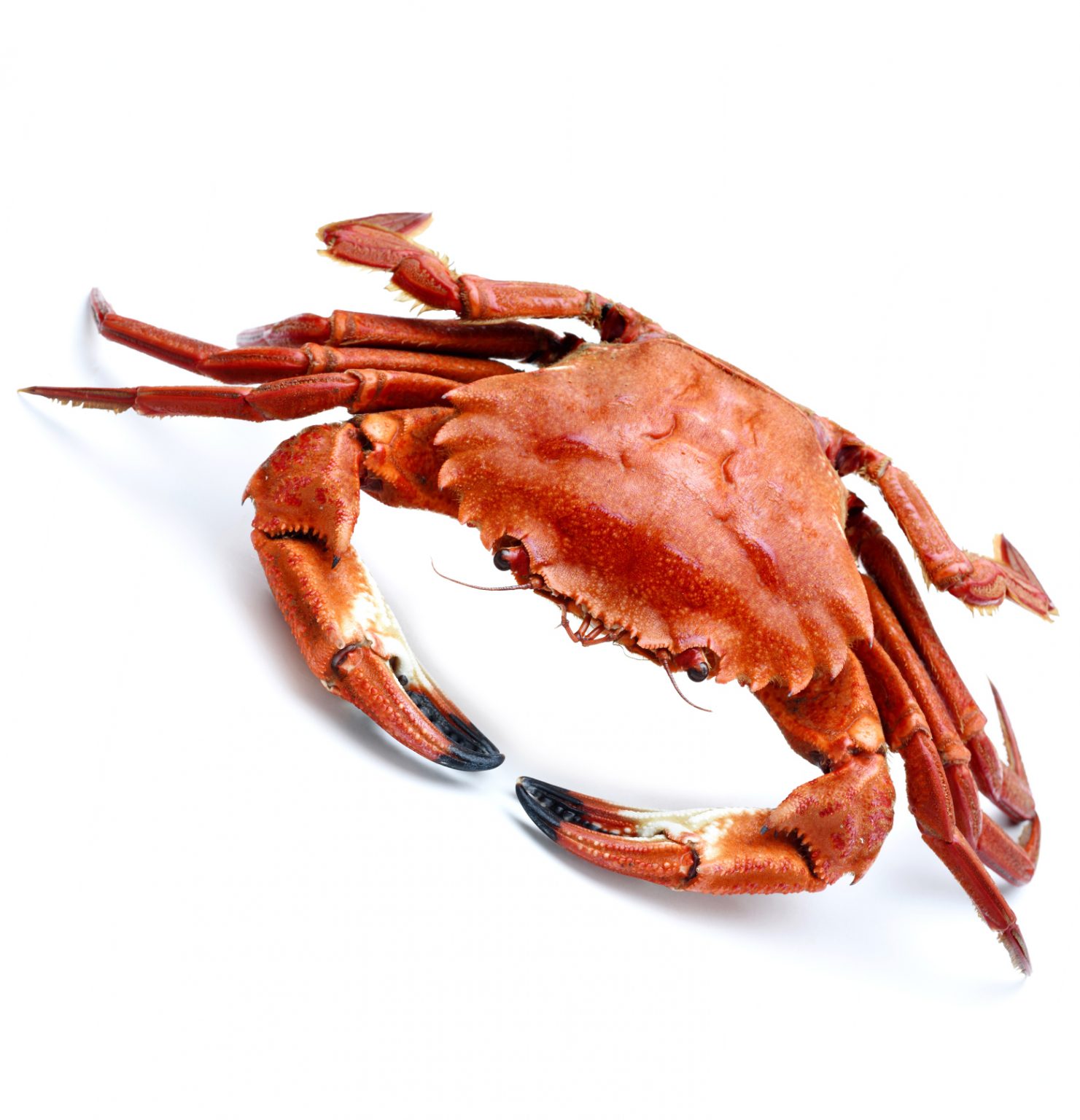 Velvet Crab VIMA Foods