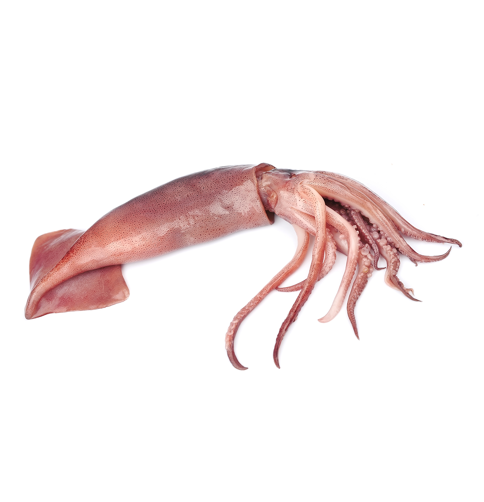 colossal squid lifespan